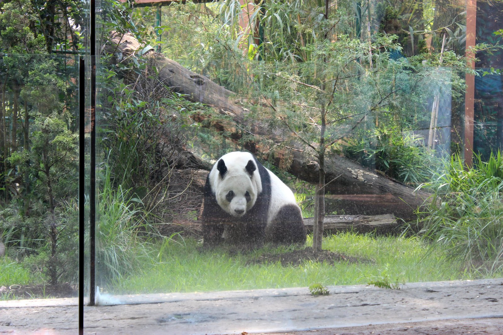 Панда в Мехико в зоопарке